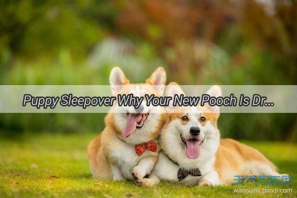 Puppy Sleepover Why Your New Pooch Is Dreaming Their Days Away